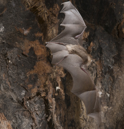 bat